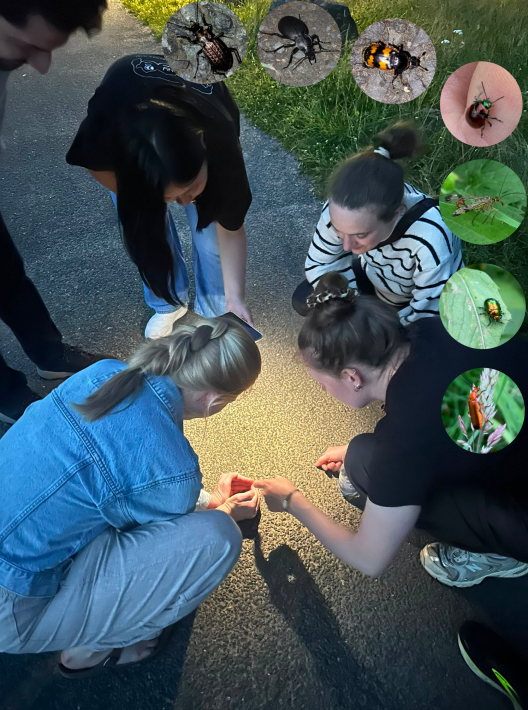 MGSE Summer School 2026_Doctoral students on a night walk observing animals