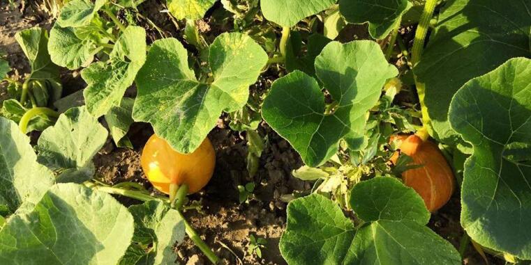 Nahaufnahme einer Tomatenpflanze im Gemeinschaftsgarten