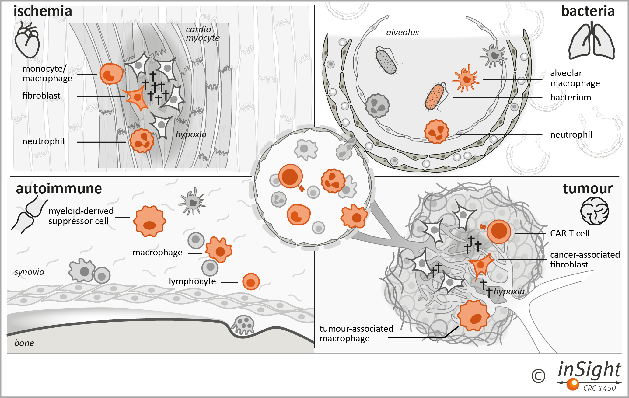 Scientific concept | CRC “inSight”