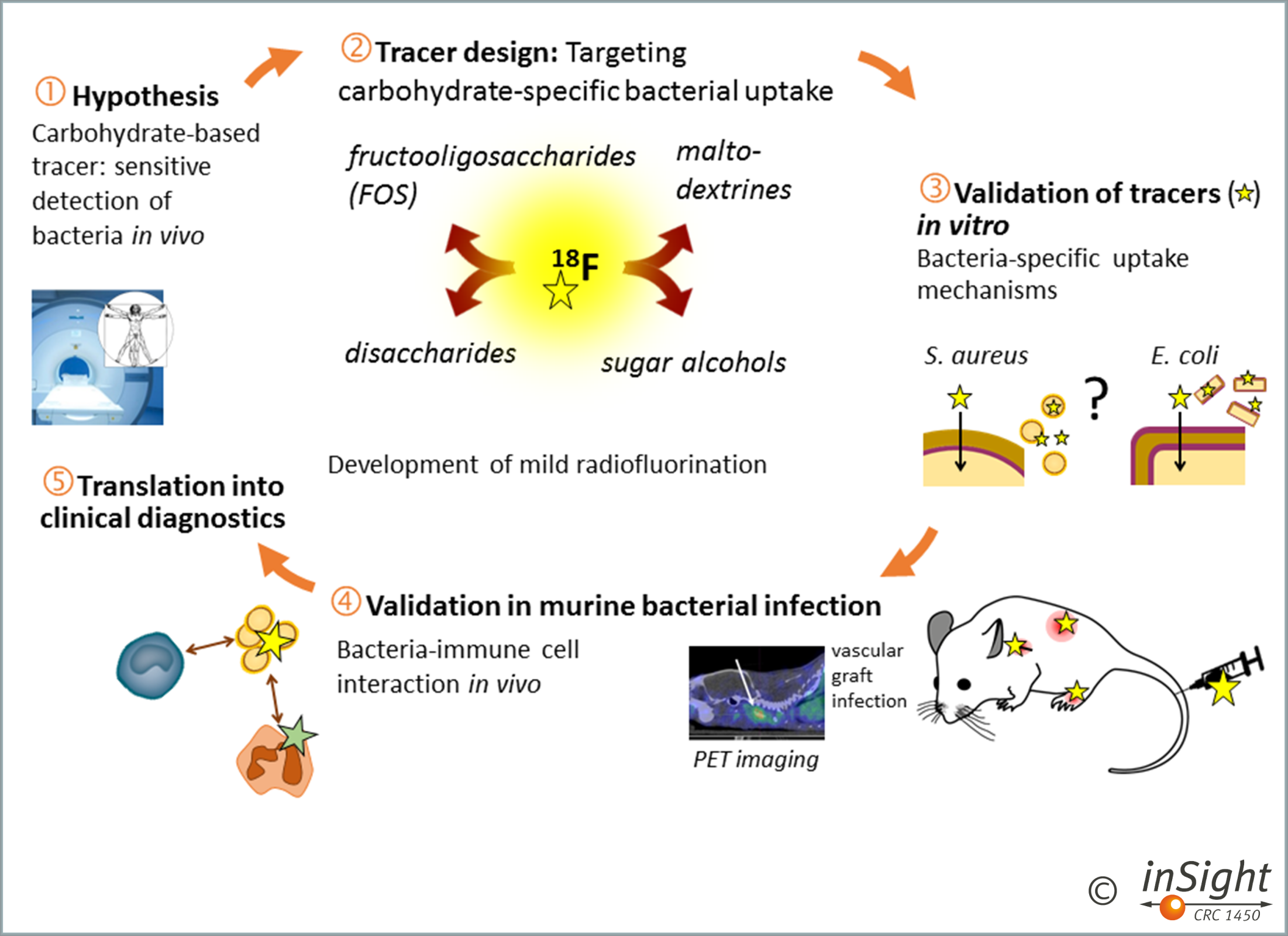 Project A04 – Metabolic targeting of bacteria through complex ...