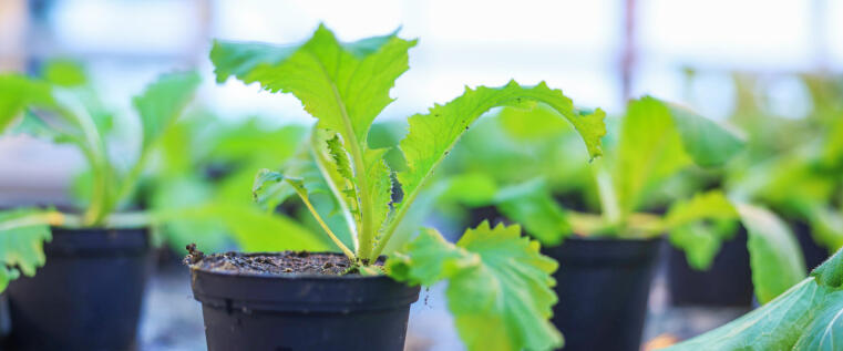 Same plant species, different chemistry