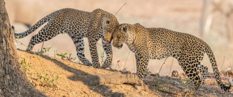 The power of the individual