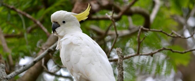 ‘We need laws to protect animals’