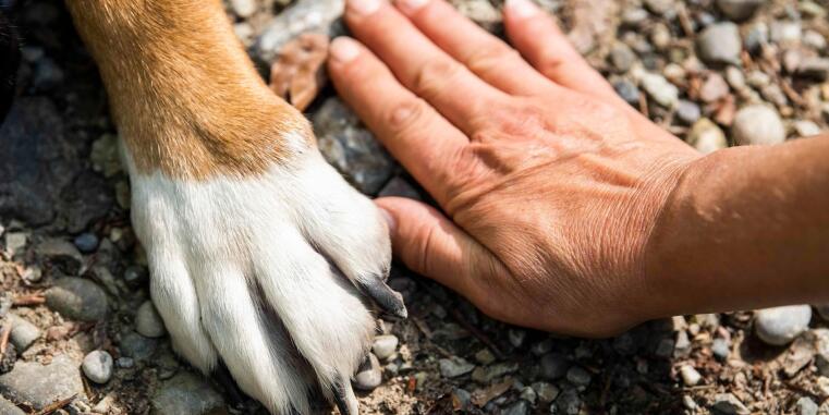 Integrating human and animal personality research