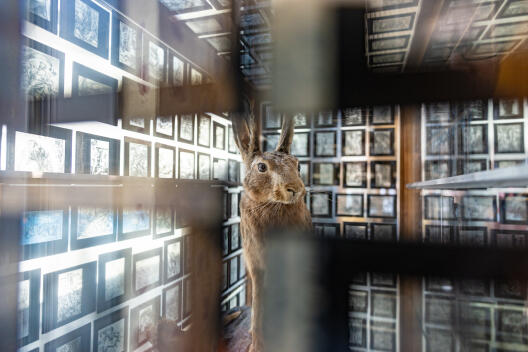 Dias und ausgestopfter Hase im Vitrinenkasten