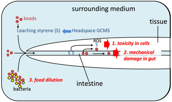 Graphical abstract