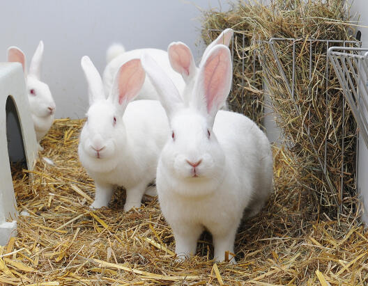 Weiße Neuseeländer-Kaninchen in den Räumlichkeiten der Zentralen Tierexperimentellen Einrichtung (ZTE) der WWU