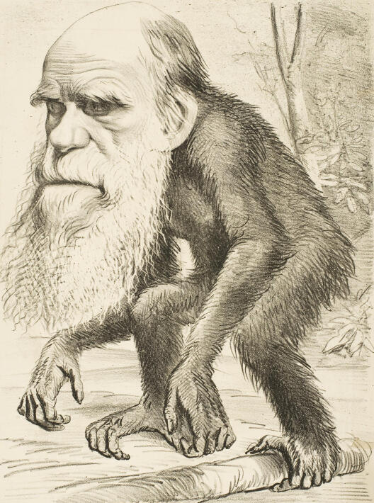2011 Editorial Cartoon Depicting Charles Darwin As An Ape _1871_