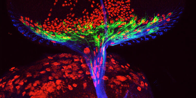 Entstehendes Nervensystem einer Fruchtfliege (Drosophila). Gliazellen (grün) wandern entlang der Ausläufer der Nervenzellen (Axone, blau) vom sich entwickelnden Auge ins Gehirn (von oben nach unten).