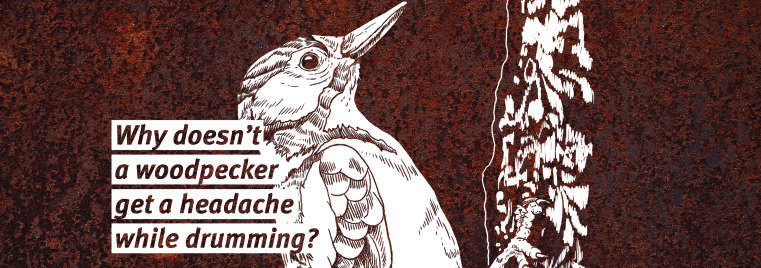 Header graphic showing a woodpecker