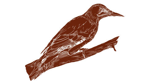 Drawing european green woodpecker