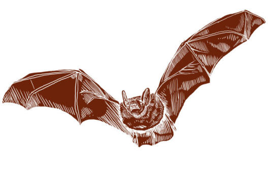 Common noctule bat