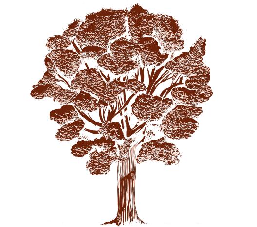 Zeichnung Eichenbaum