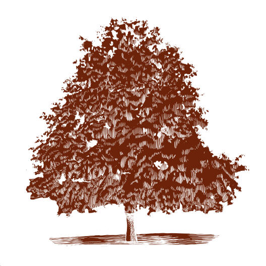 Grafik Baum-Hasel