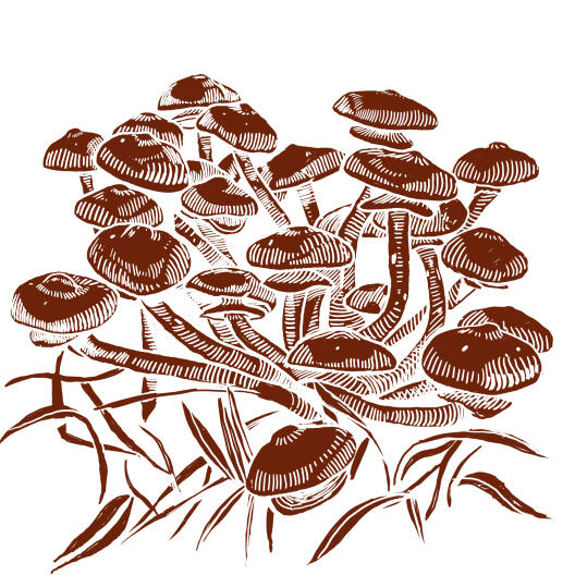 Drawing armillaria