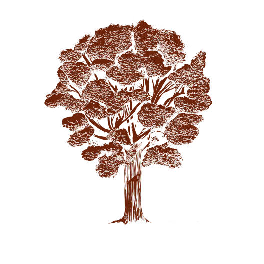 Illustration English oak