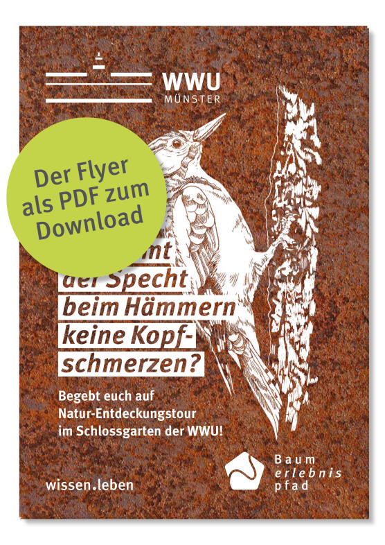 Coverfoto des Flyers Baum-Erlebnispfad, PDF-Link