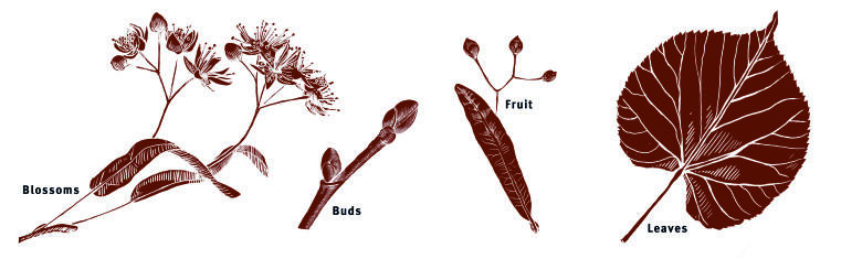 Illustration leaves, buds, blossoms, fruit