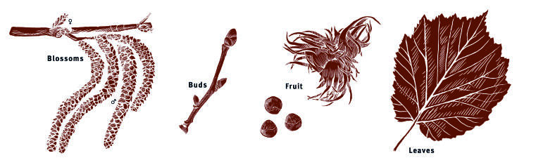 Illustration leaves, buds, blossoms, fruit