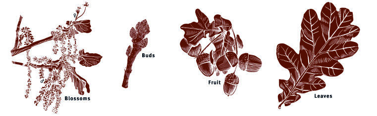 Illustration leaves, buds, blossoms, fruit