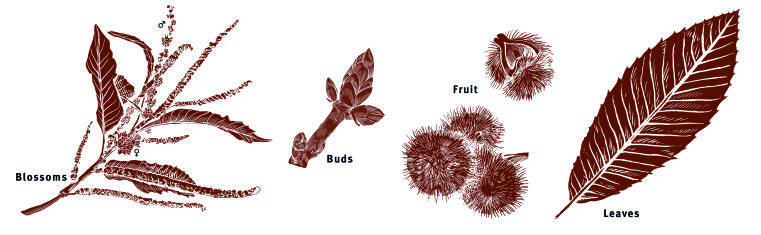 Illustration leaves, buds, blossoms, fruit