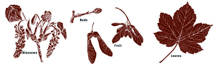 Illustration leaves, buds, blossoms, fruit