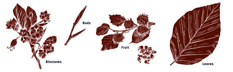 Illustration leaves, buds, blossoms, fruit