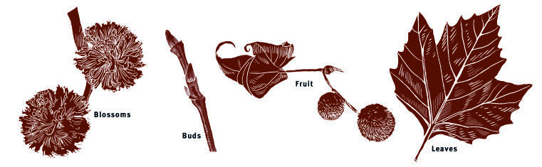 Illustration leaves, buds, blossoms, fruit