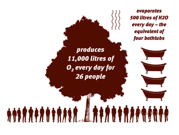 Drawing of a tree as nature’s air-conditioning system