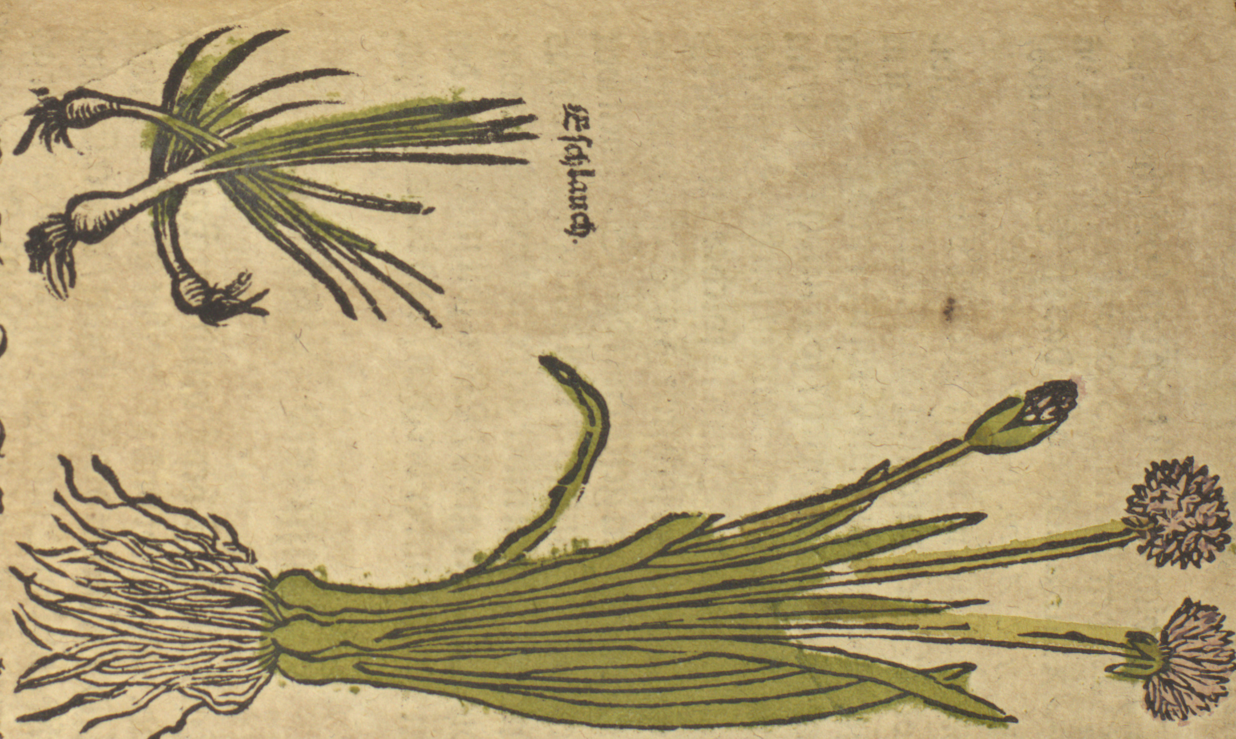 leek