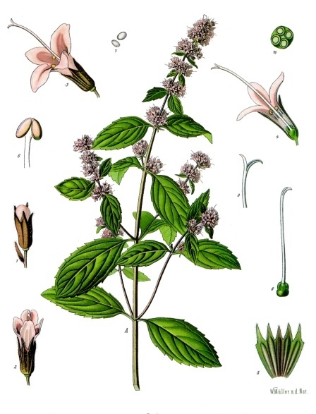 Botanical illustration of a mint plant