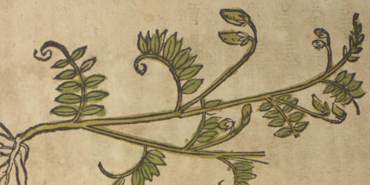 Frühneuzeitliche Darstellung einer Linsenpflanze