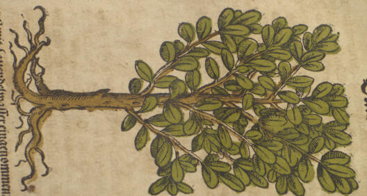 Darstellung des Buchsbaums im Kreuterbuch