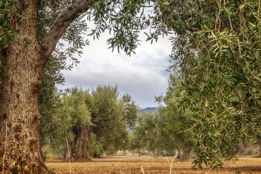 photo of an olive tree plantage