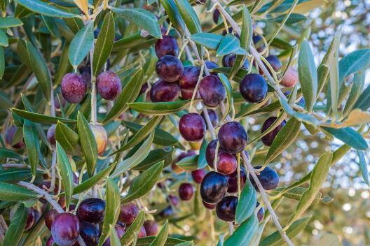 photo of olives on a twig