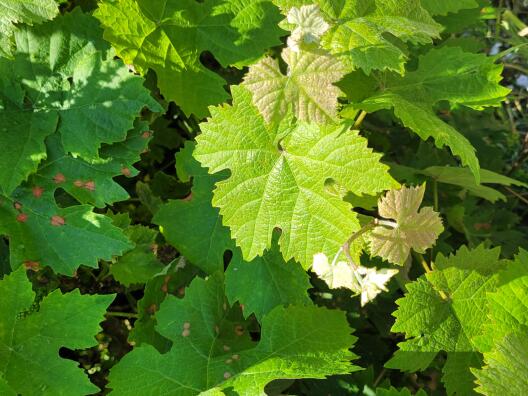 Foto der Blätter einer Weinrebe