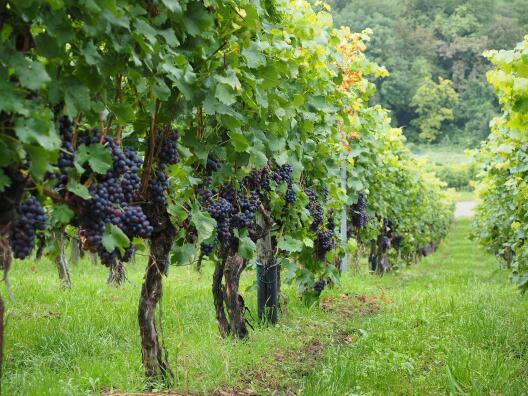 Foto eines Weinbergs mit Weintrauben