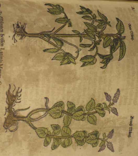 Depiction of a mint plant in the Kreuterbuch