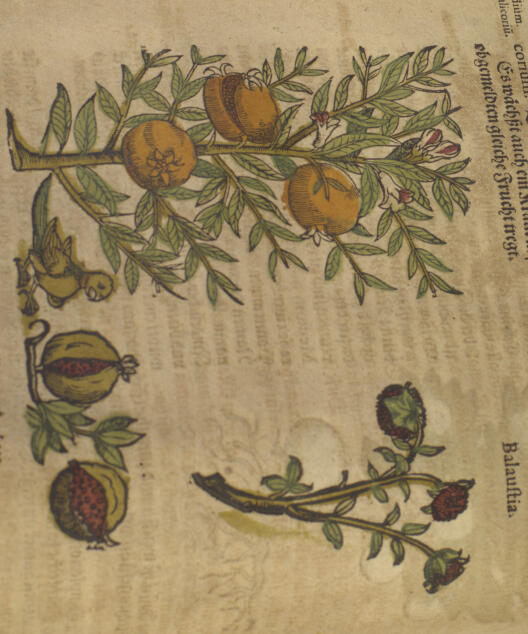 Darstellung eines Granatapfelbaums aus dem Kreuterbuch