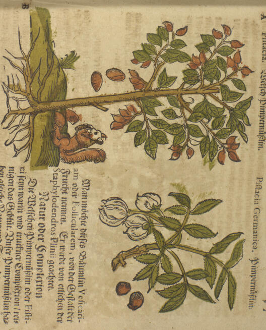 depiction of a lentisk in Kreuterbuch
