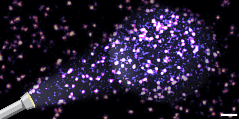 Das Bild zeigt Lokalisationssignale einzelner Adhäsionsproteine in Zellen. Bei bisherigen Verfahren blieb ein wesentlicher Anteil der Moleküle unerkannt. Durch das neue Verfahren können die tatsächlich zugrunde liegenden molekularen Parameter bestimmt werden. Maßstabsleiste: 100 nm.