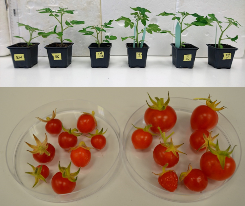 Growth promotion of tomato plants