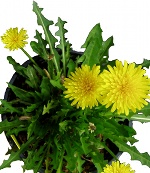 Dandelion