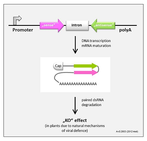 RNAi project