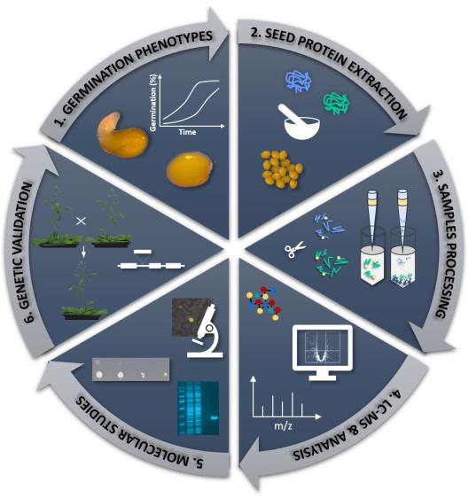 Figure 1: Methodology overview. Protein from seed with contrasted germination characteristics (1) such as different seed genotypes, ages, or imbibition  conditions are extracted (2) and proceed for targeted Co-immunoprecipitation, Post translationally modified peptide enrichment, and total proteome (3). Samples are measured by LC-MS and putative candidates (protein interactions, change in abundances, or PTM sites) are extracted from the data analysis (4). Candidates are further characterized and validated by molecular studies (5), and their importance in the germination process is evaluated using genetic related methods (6).