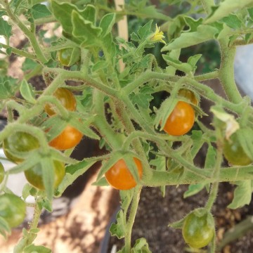 New project for enhanced salt tolerance in tomato plants