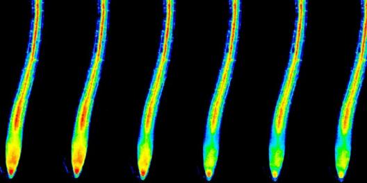 Potassium concentration in root cells (cytosol) immediately after the onset of potassium deficiency (time series, from left). Representation in false colors; red (highest concentration) > yellow > green > blue