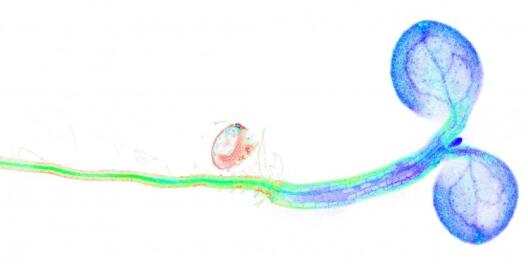 Junger Keimling der Ackerschmalwand (Arabidopsis thaliana) der in seinen Zellen den fluoreszenten Biosensor trägt. Die Falschfarbenabbildung stellt den Redoxzustand des NAD Pools in den Zellen und Geweben dar. Regenbogenskala von blau (oxidierter NAD Pool) bis rot (reduzierter NAD Pool). 