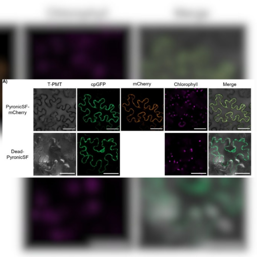 https://doi.org/10.1093/jxb/erae398    - Figure 3a