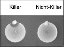 Eclipse Assay Deutsch